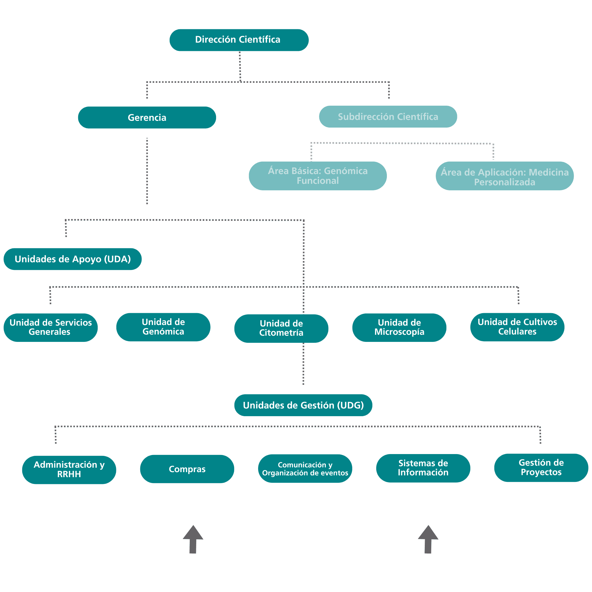 Organigrama Gerencia